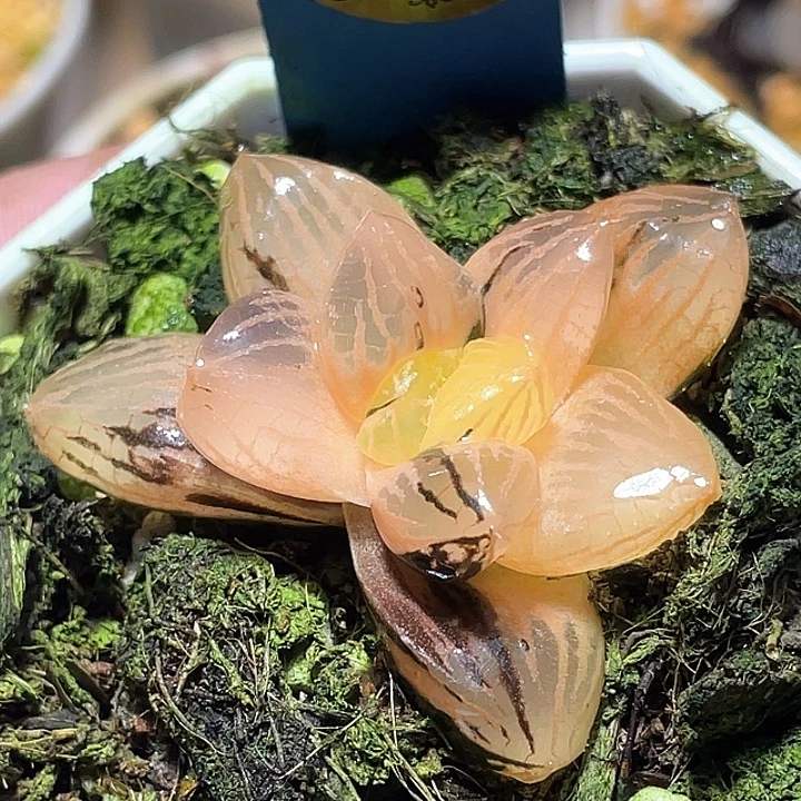 566赤焰玉露锦特选福利