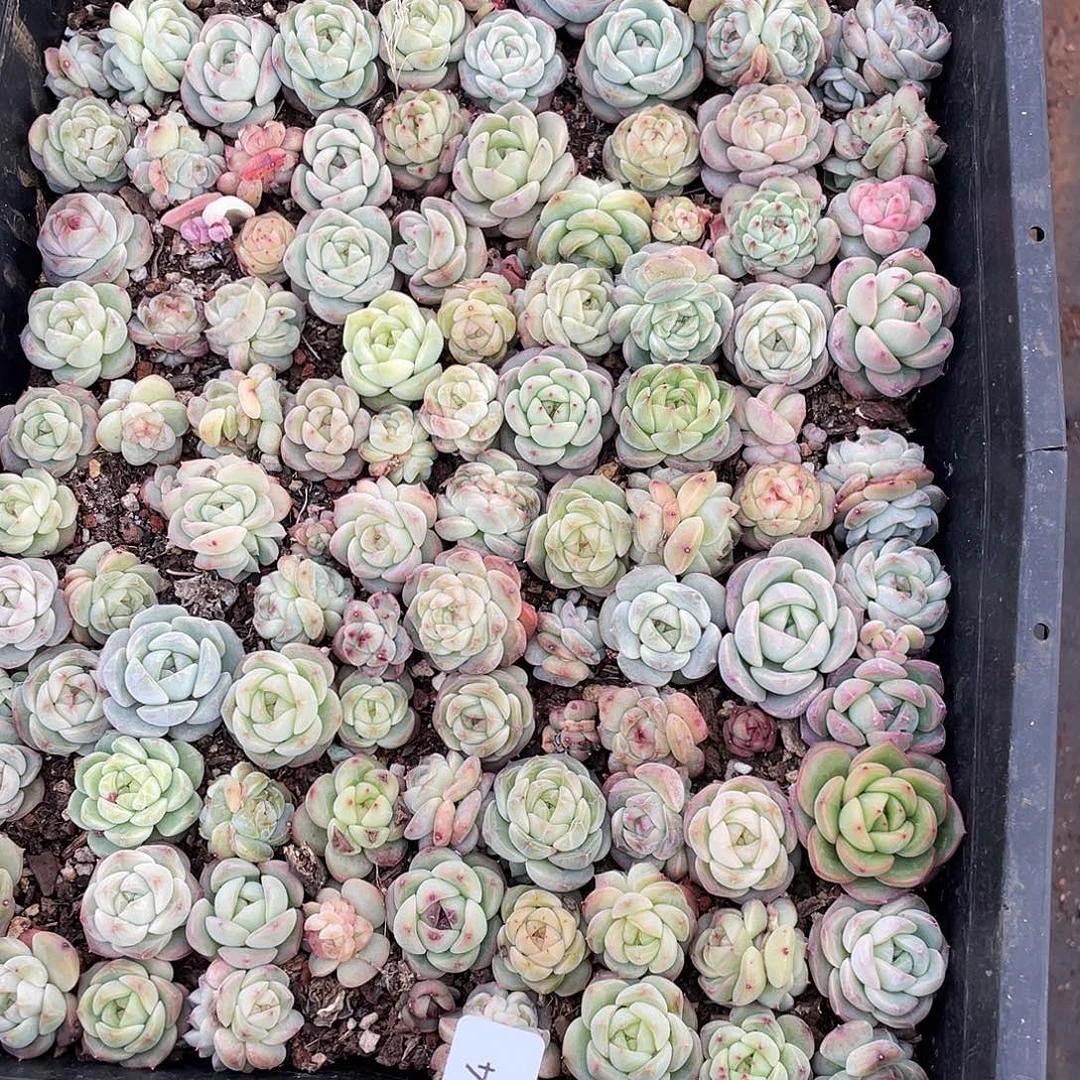 安***井044。 定。