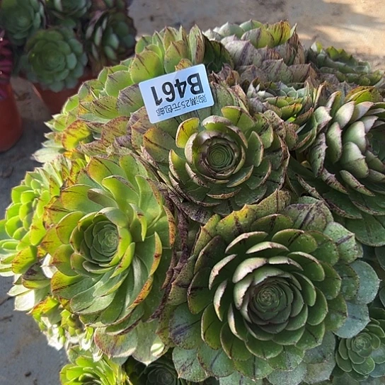 X**Y多肉植物一个