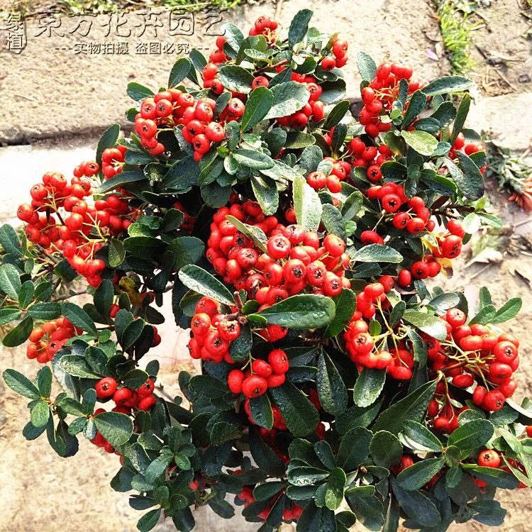 火棘盆景带果发货金玉满堂吉祥果火棘树苗南北方耐寒植物四季常青