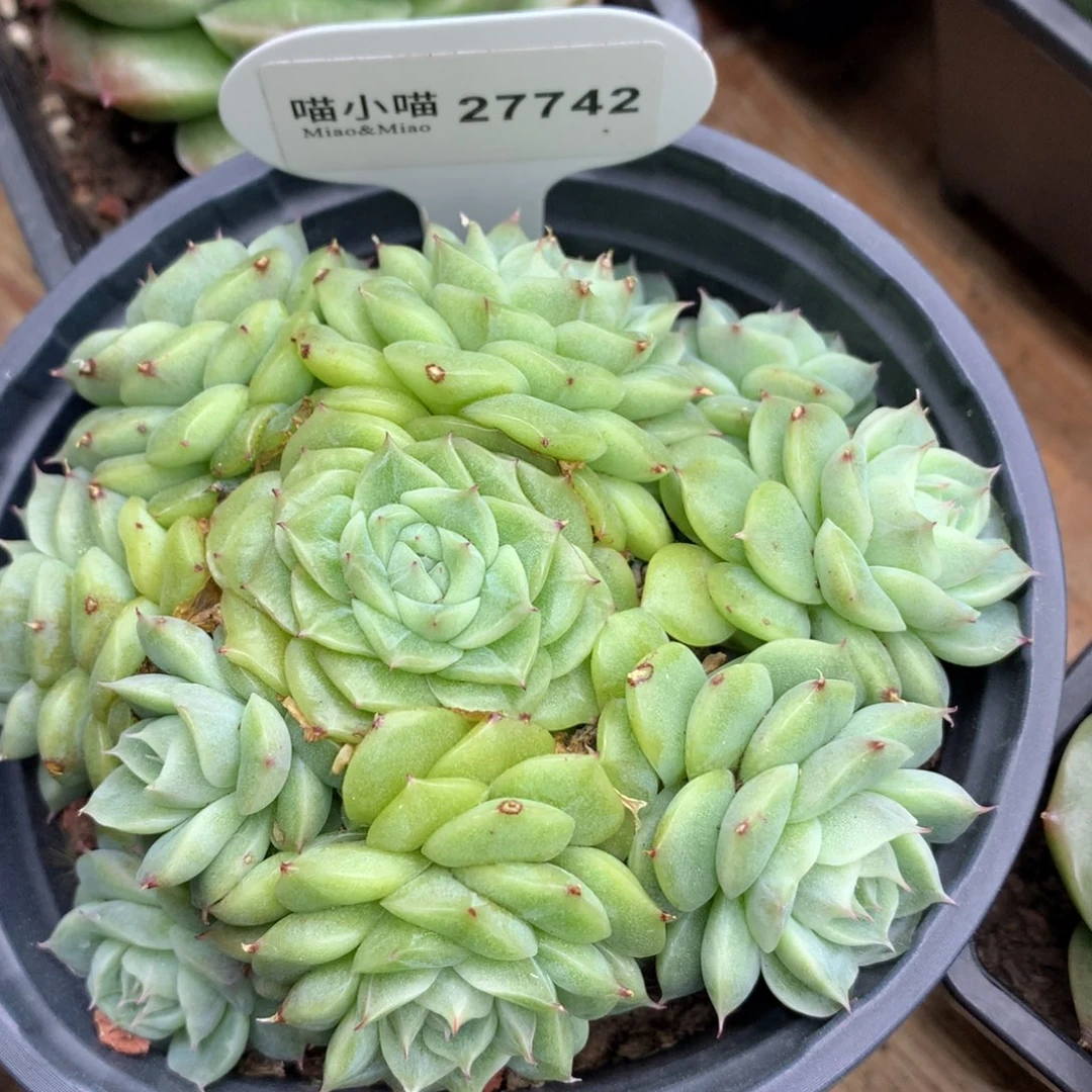 @**@多肉植物麦秆珍妮