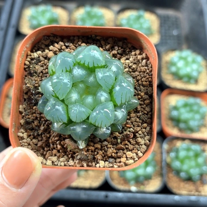 精品玉露翠冰多肉植物