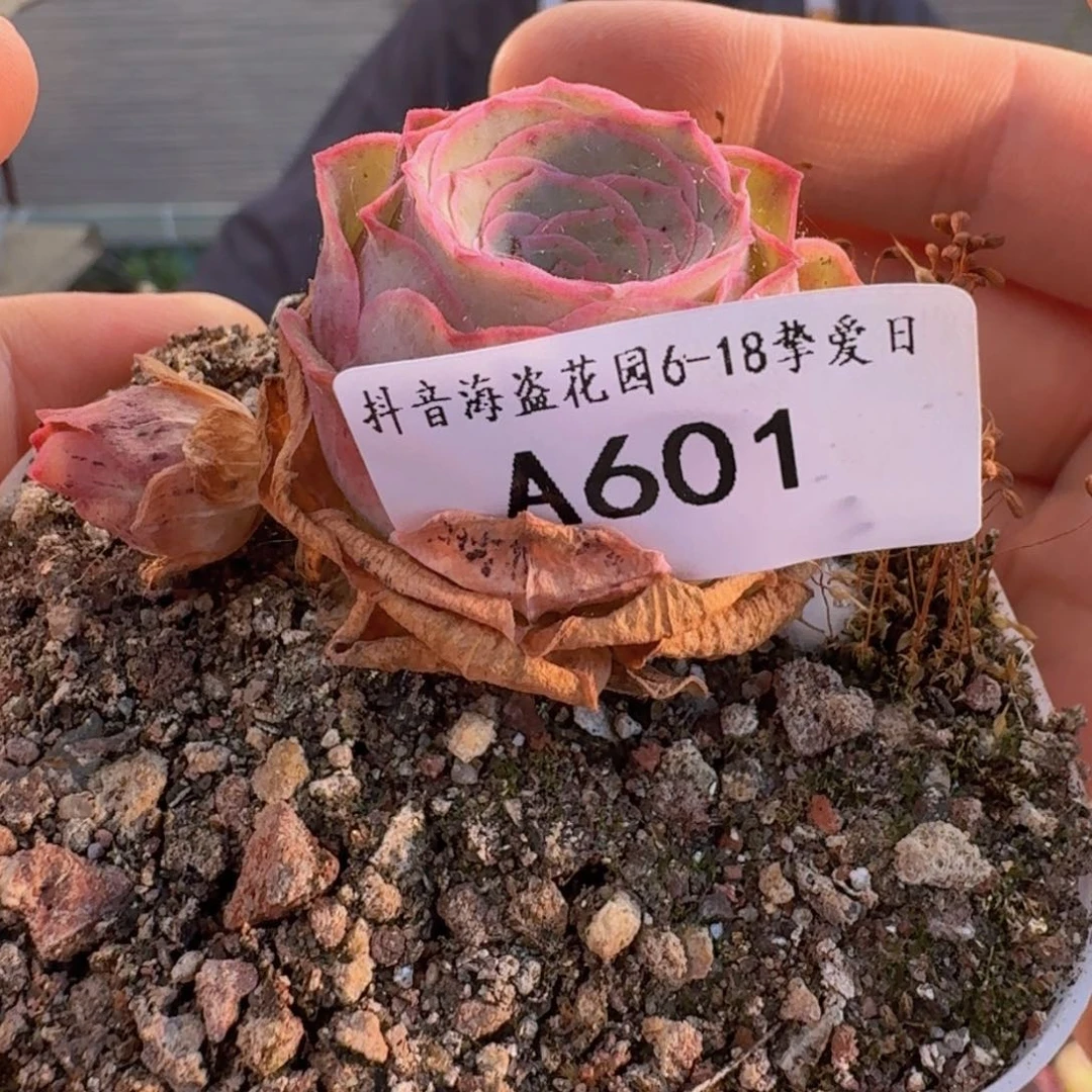 A601 上播福利玫瑰。