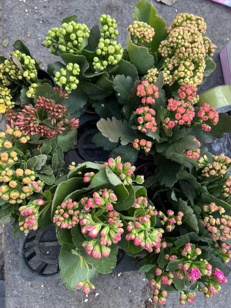 长寿花一颗 随机品种