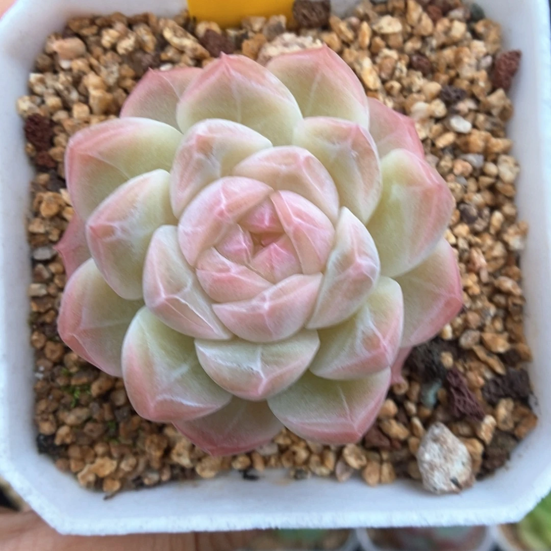 水果糖可拍829号。