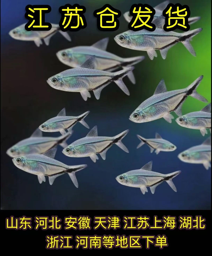 【江苏仓顺丰包邮】黑尾大勾群游之王新手必养小型热带观赏鱼