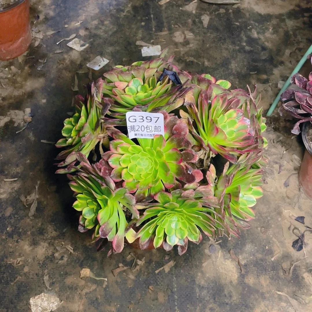 397朝霞多肉小损不包