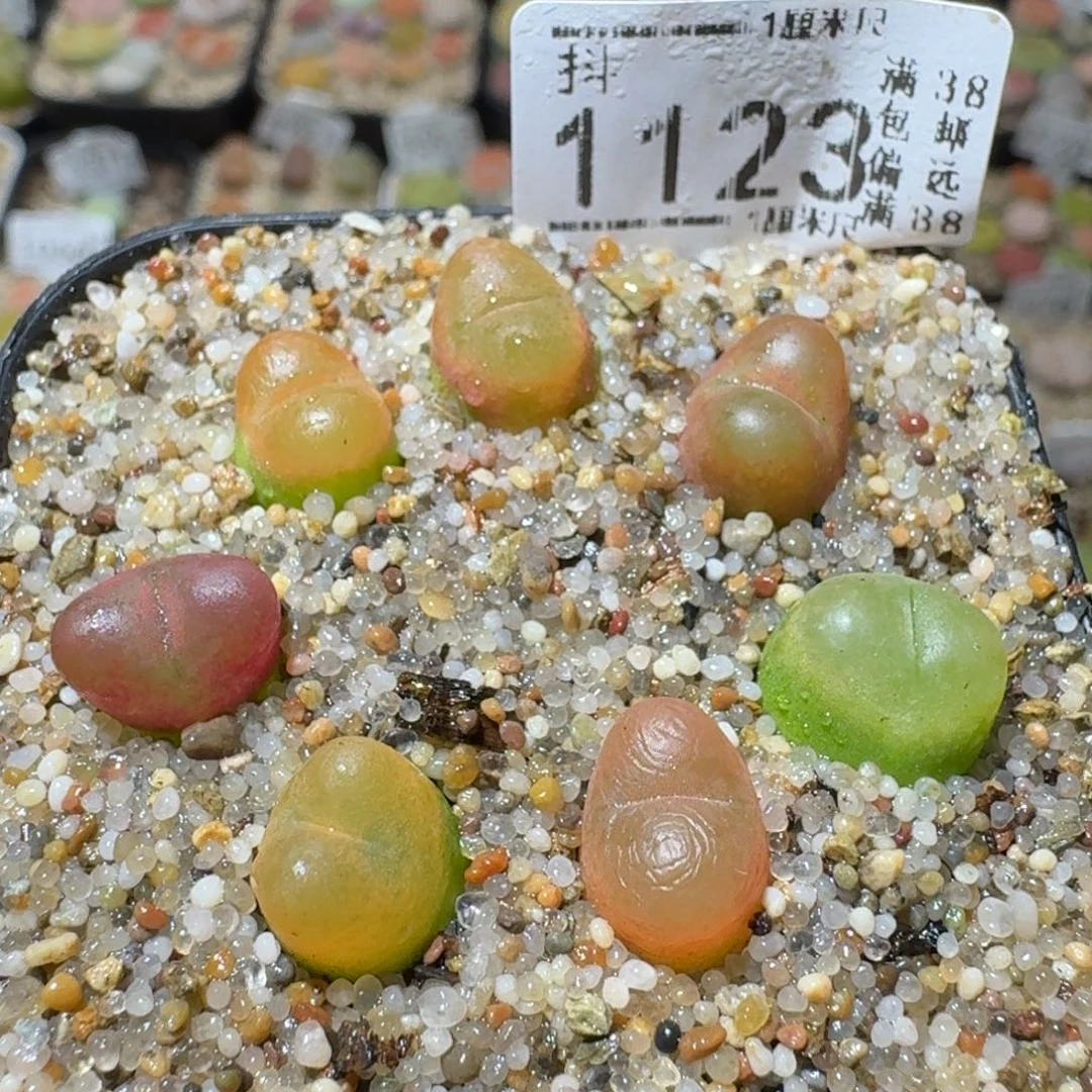 Sss精选优质石头1123