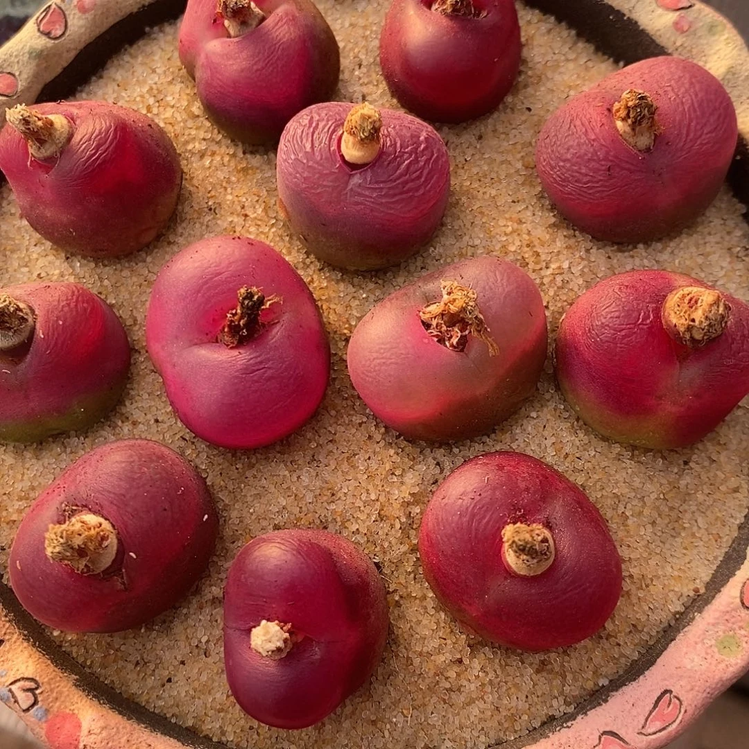 1817母本韩潘一组。