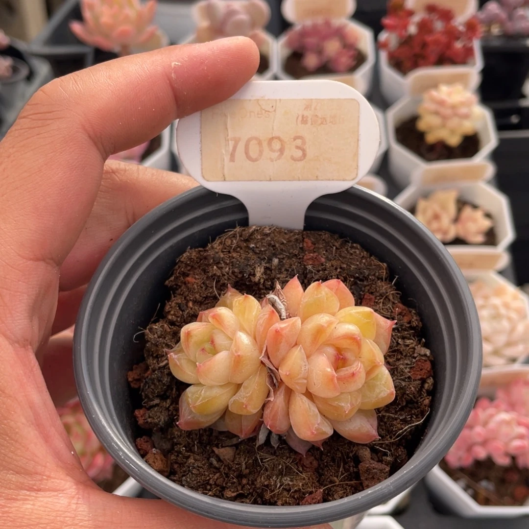 冰葡萄7093-5厘米