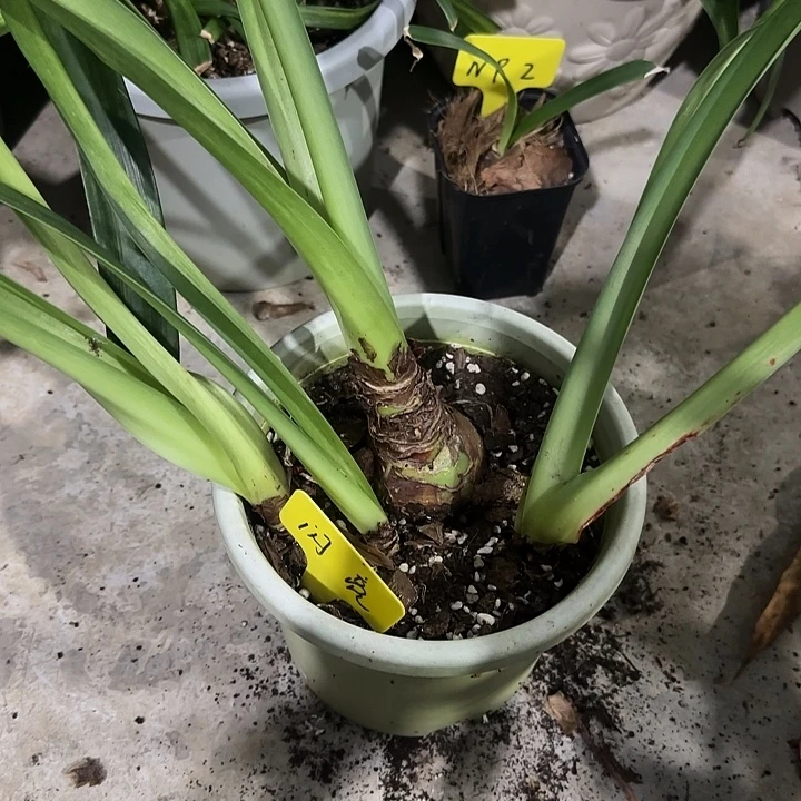 闪亮一坨，裸球发货