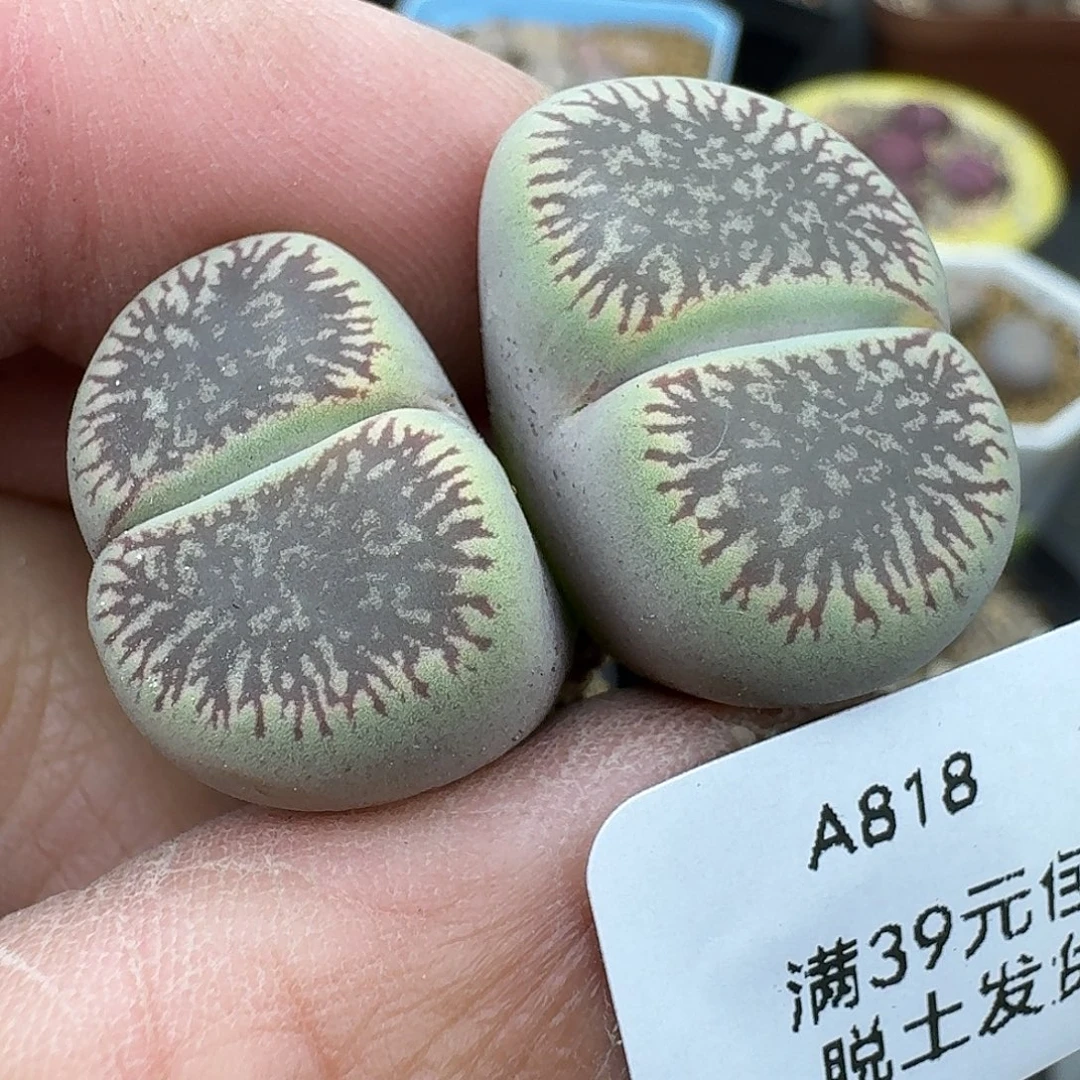 818多肉哈哈哈哈哈宝贝