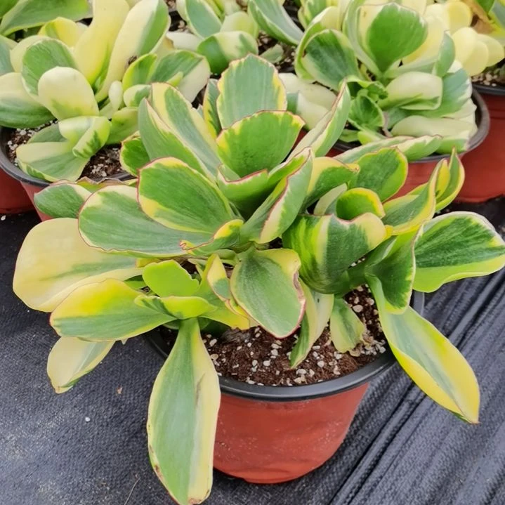包菜家族的青梅白覆轮锦群刚长毛根