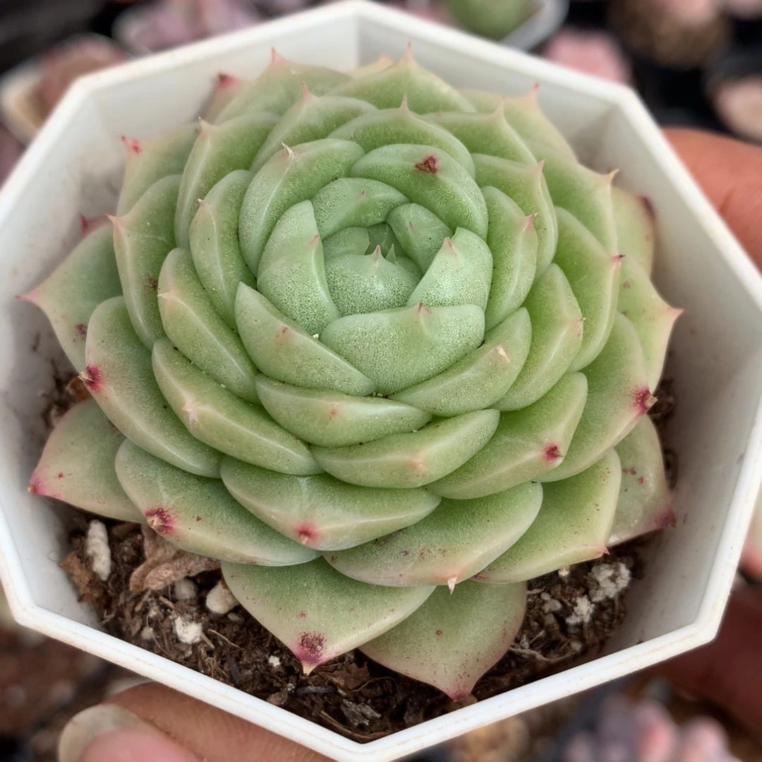 宽叶绿包子麦秆一物一拍