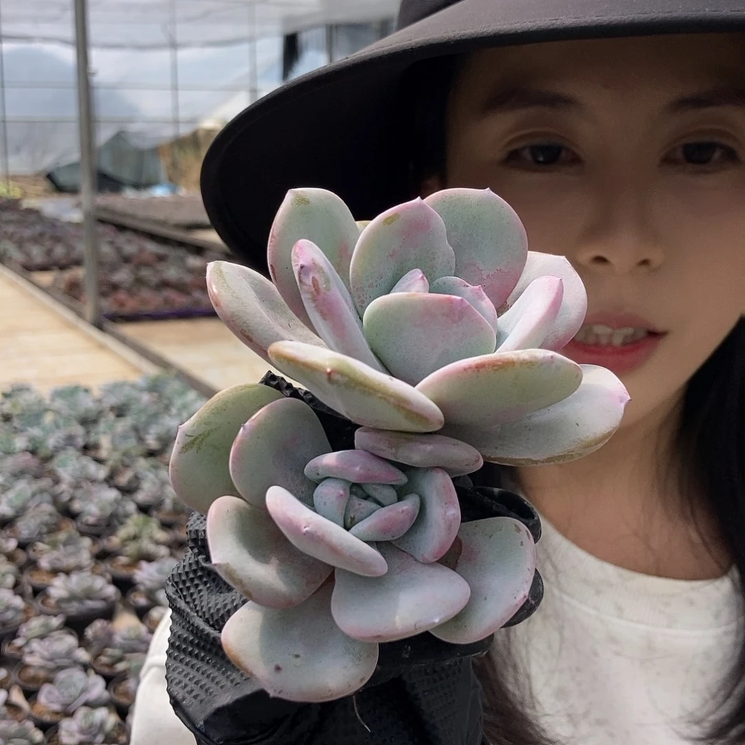 14-1奶茶双头小大随机发货
