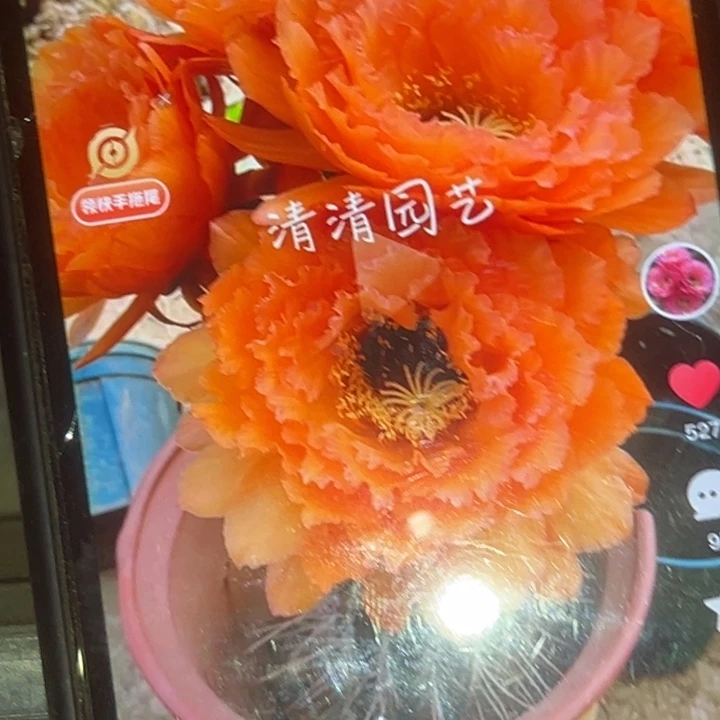 清清果冻橙侧牙瑕疵黑点