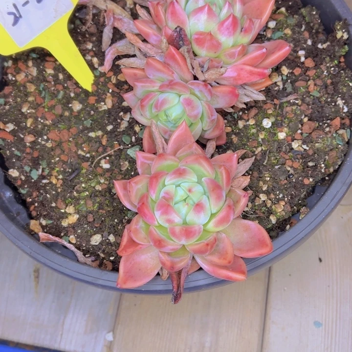 小***肉21-02////////////=/////