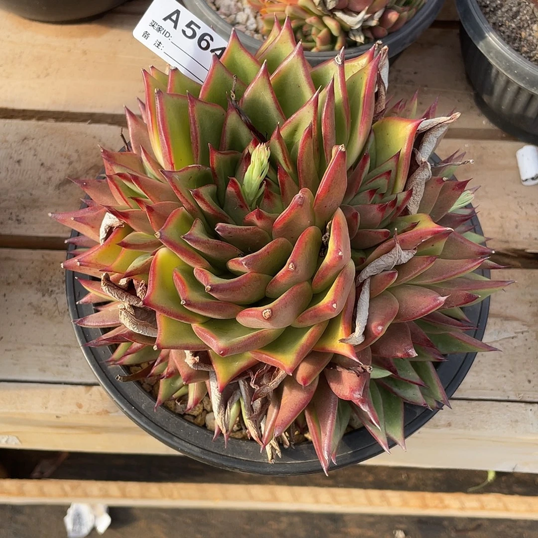 若如东云单拍A564