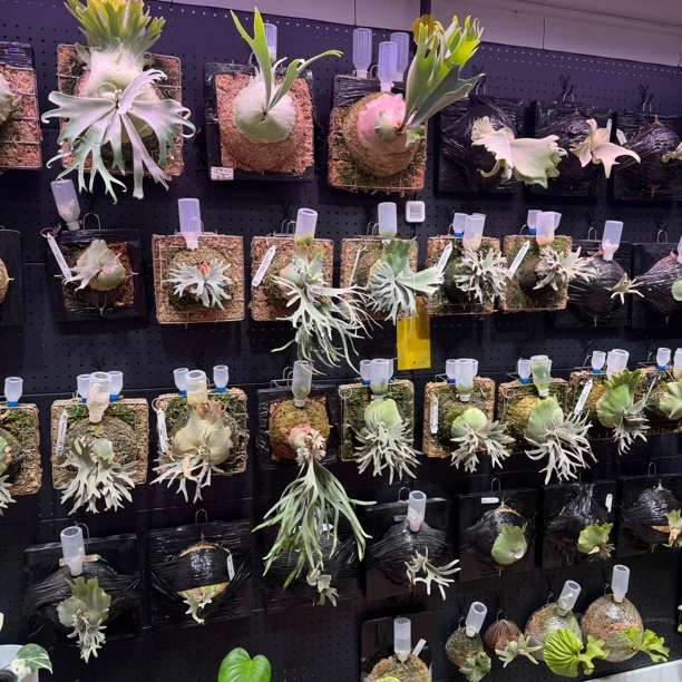 直播间一物一拍/鹿角蕨专拍