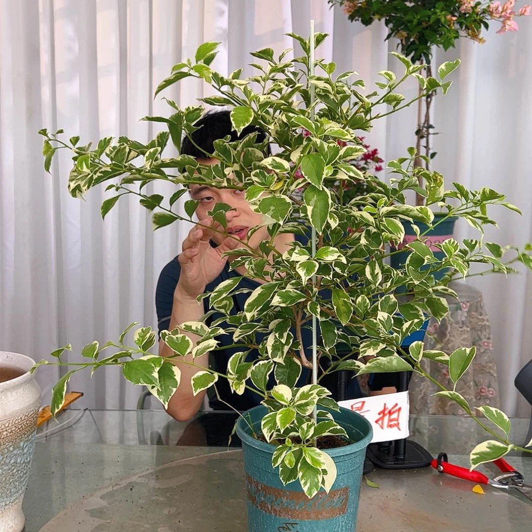 当前无花栽培后可以开花银边白一颗