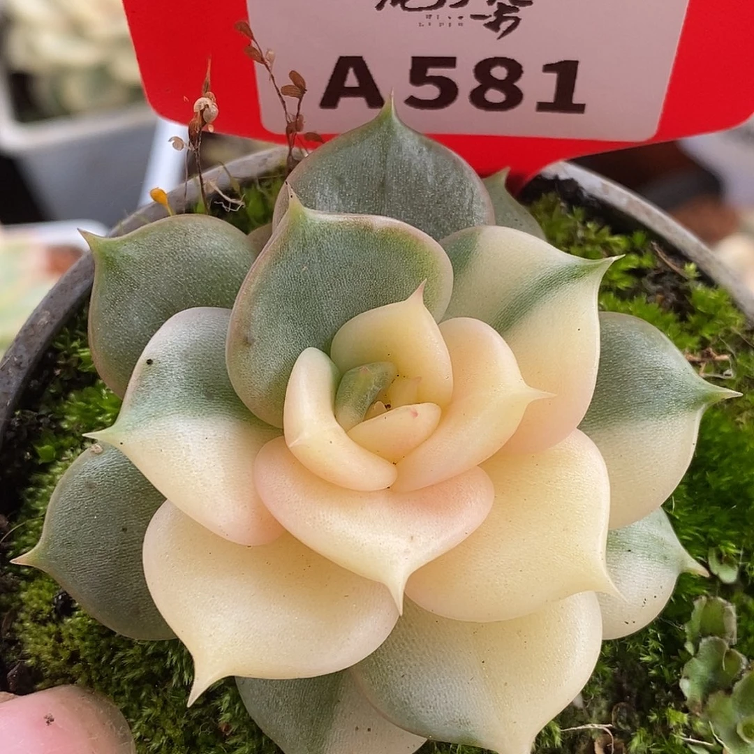 581贝加尔湖哈哈哈哈哈哈哈