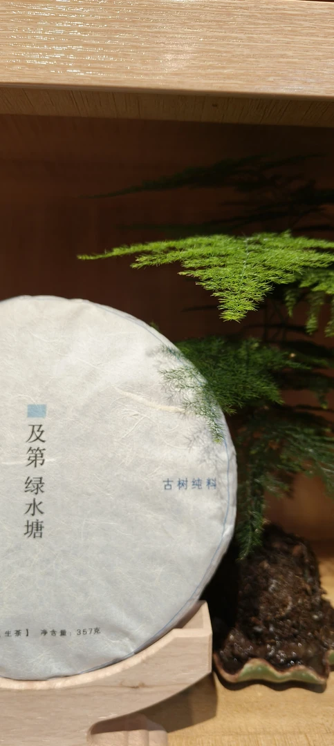 绿水塘核心古树挑采头春