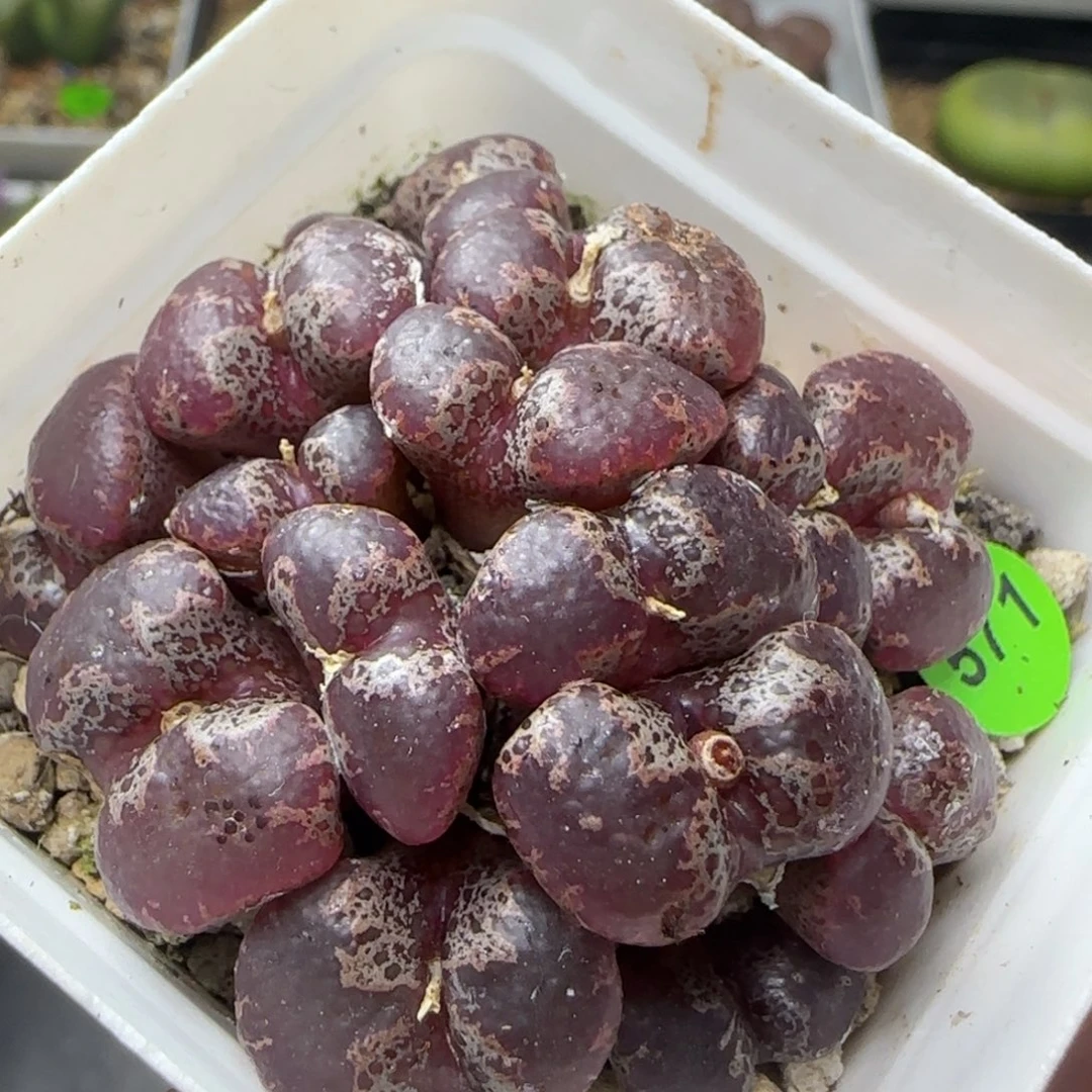 全窗大型超碟群571