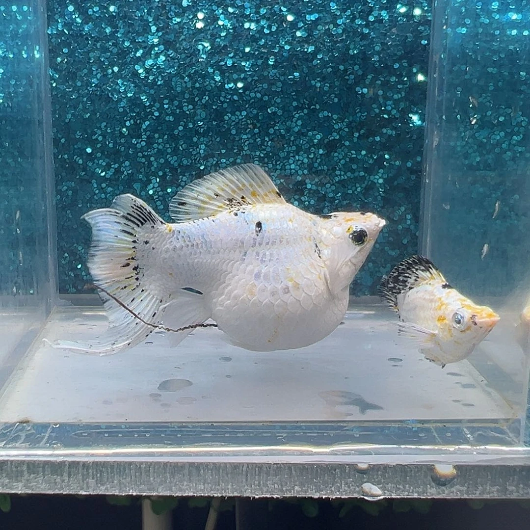 黑玛丽鱼皮卡丘玛丽一对0030