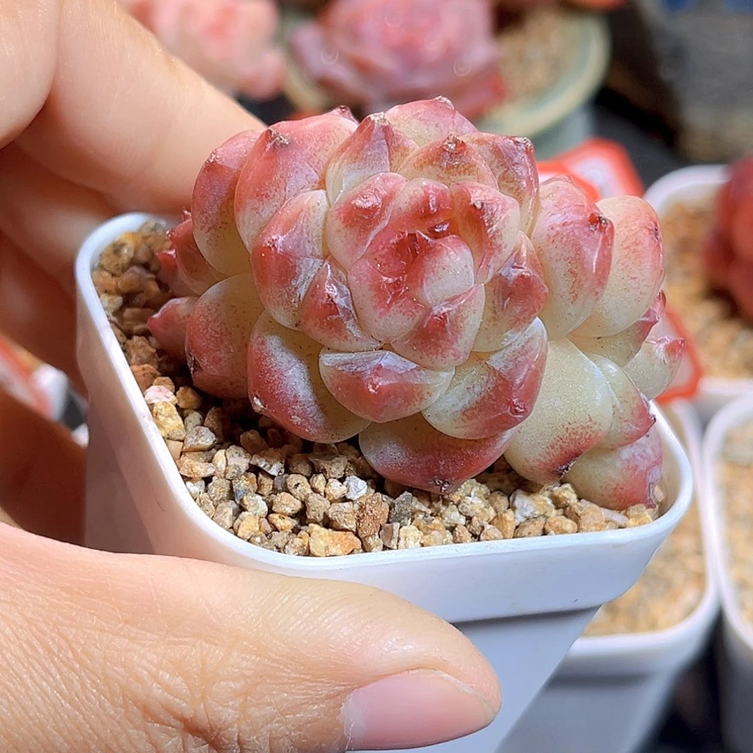 K432 黑巧冰魄 满18包邮