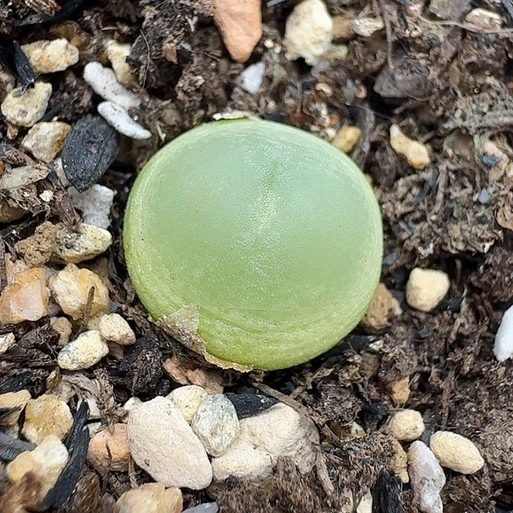 老马生石花1.3拉登412