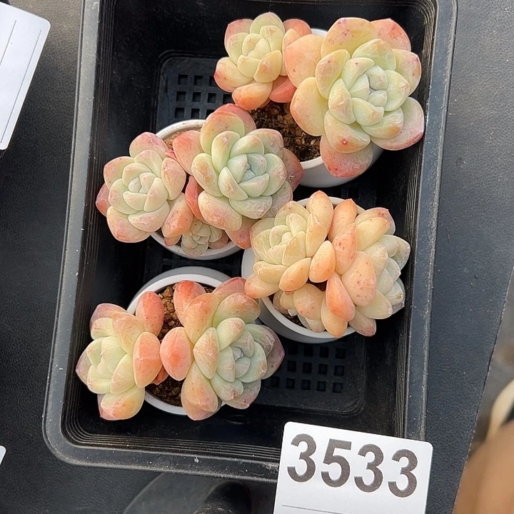 3533，四个双头冰玉带盆发的
