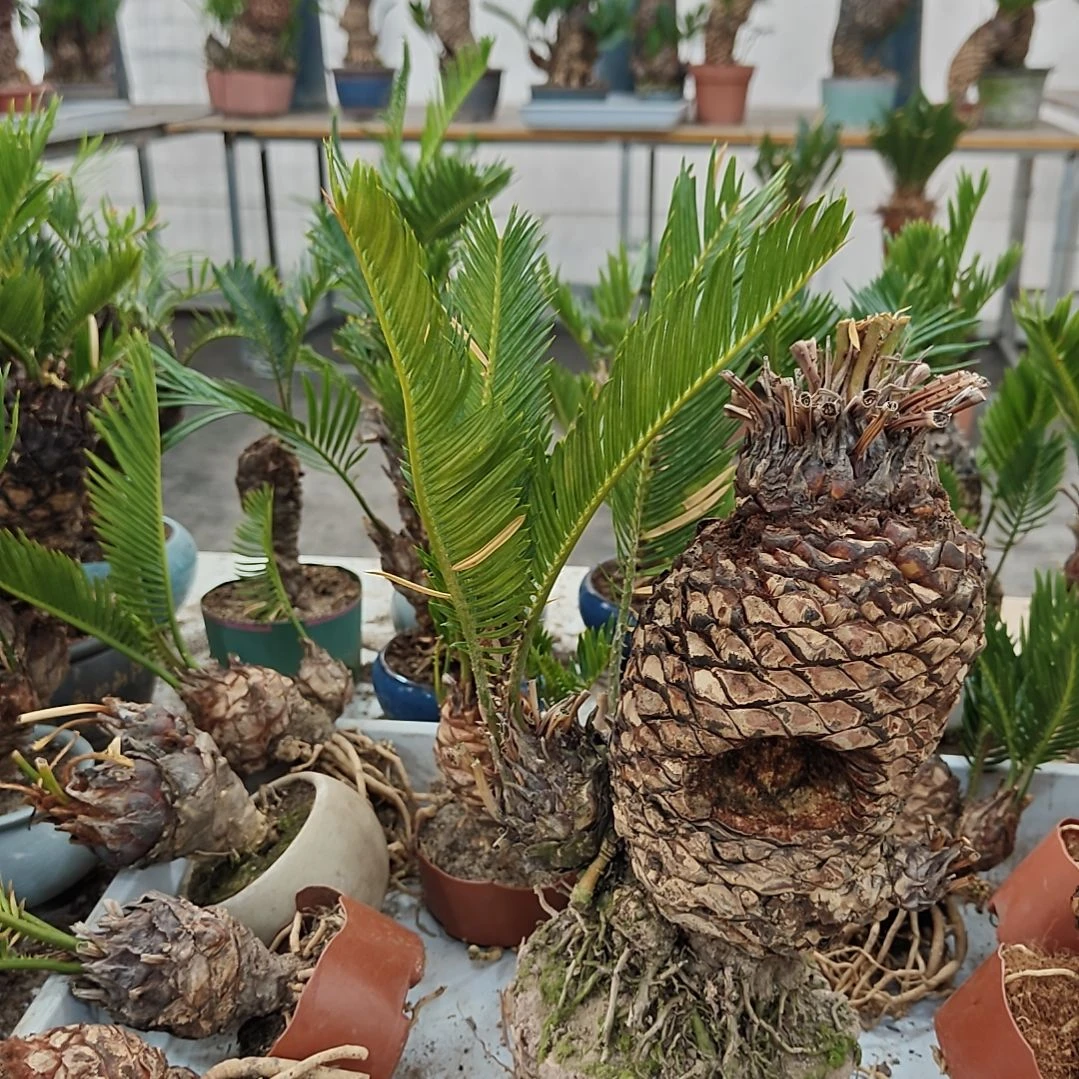 夏***无花朵白鳞铁盆景基地