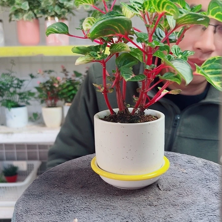 雨***酱无花朵31