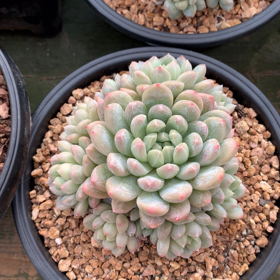 我们家的小姐姐们都