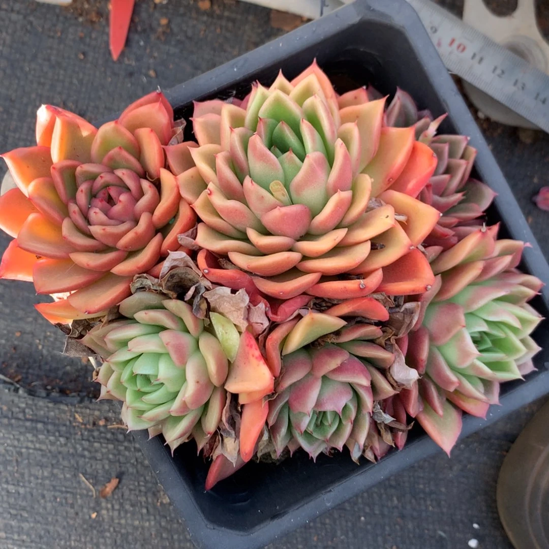 8112杂交多肉老桩