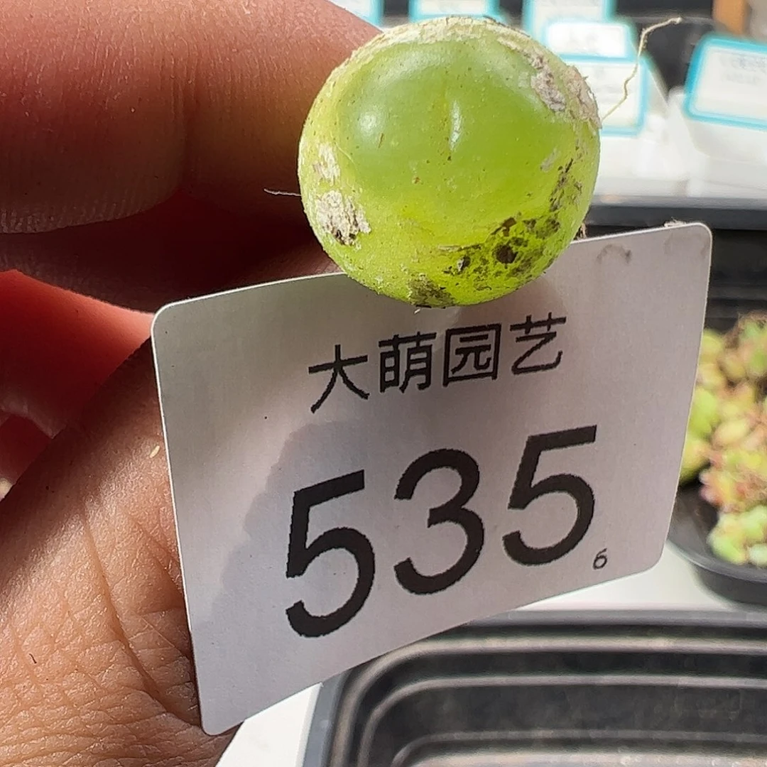 0000535 一物一拍……