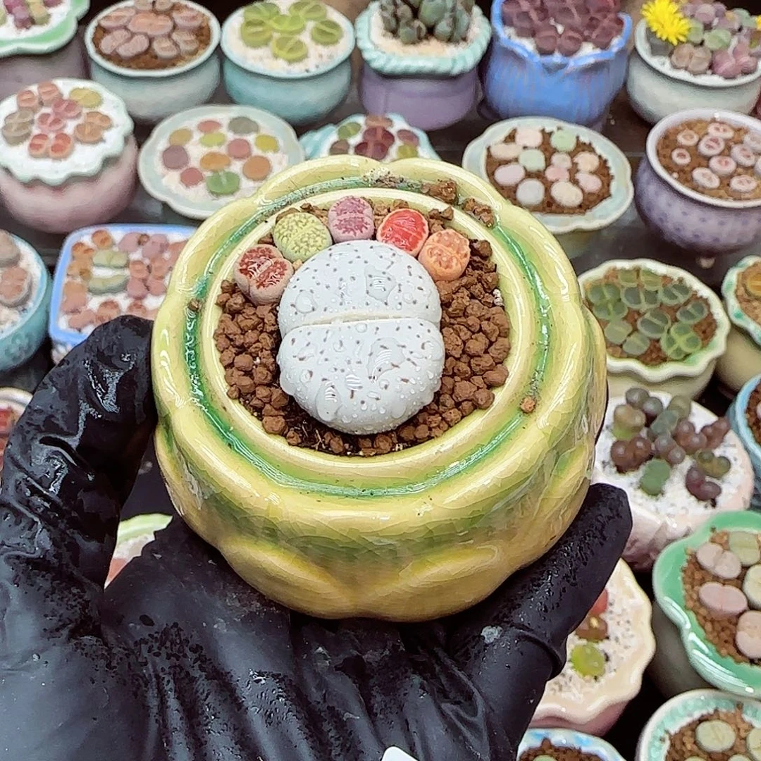 生石花满18包邮1203-111