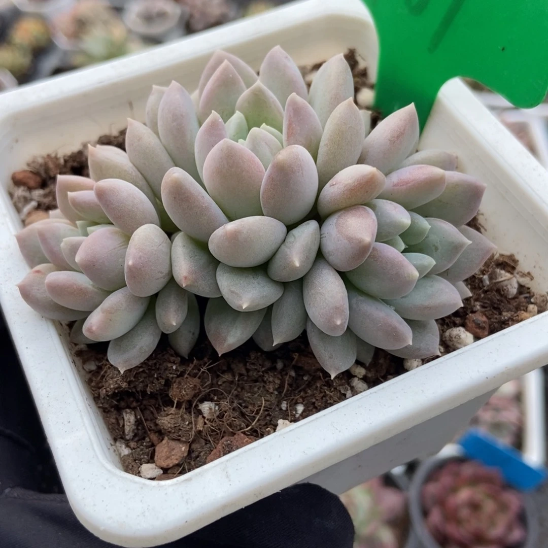 969奶糖多肉植物多肉