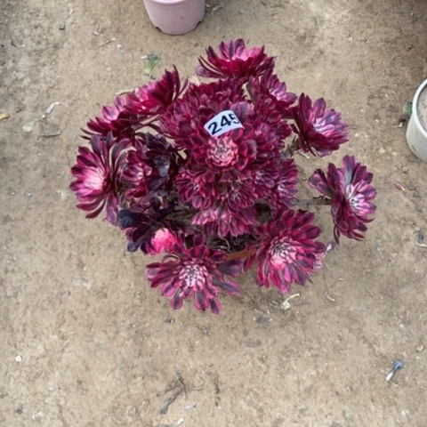 245红铜壶白多肉法师