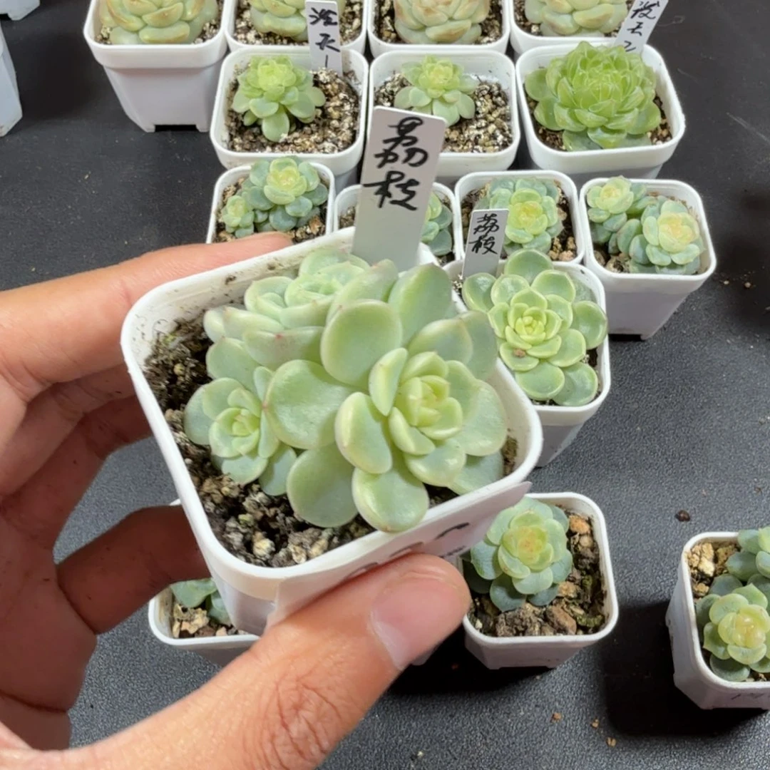 我***A荔枝三头一物一拍028