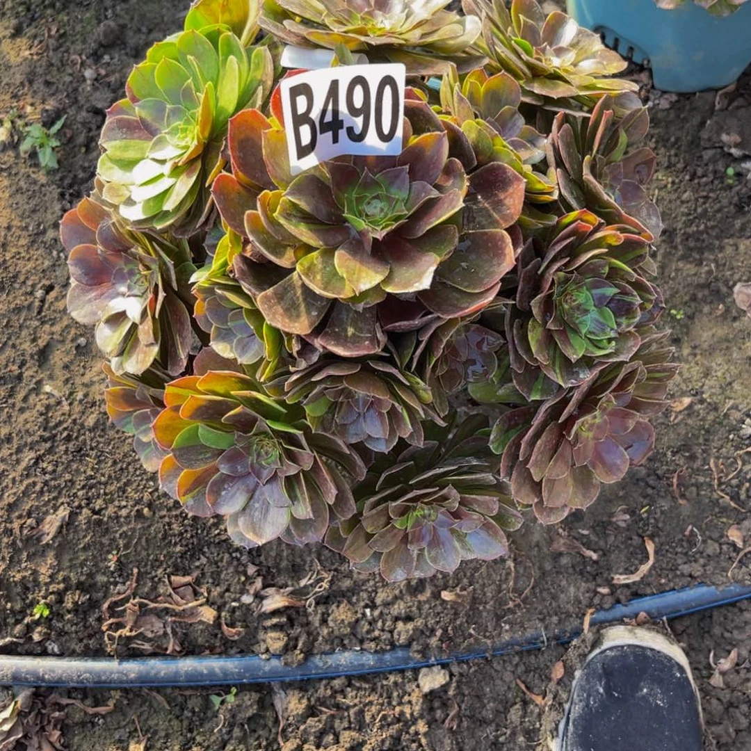 花月夜28///_39包邮