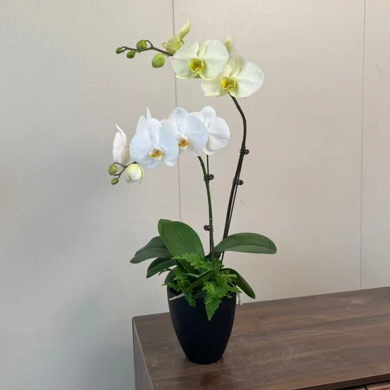 多色艺术组盆【草原】鲜花蝴蝶兰 白色绿色系 家居室内百搭花卉