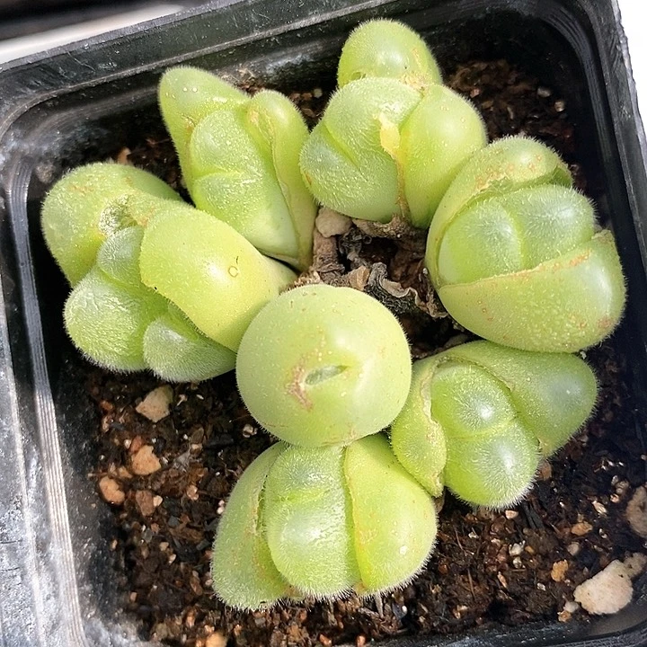 1124长毛毛翠滴一群