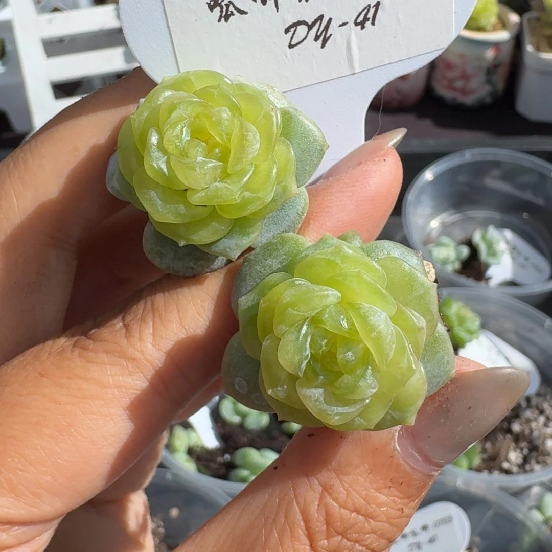 0705-041-蟹黄堡一颗