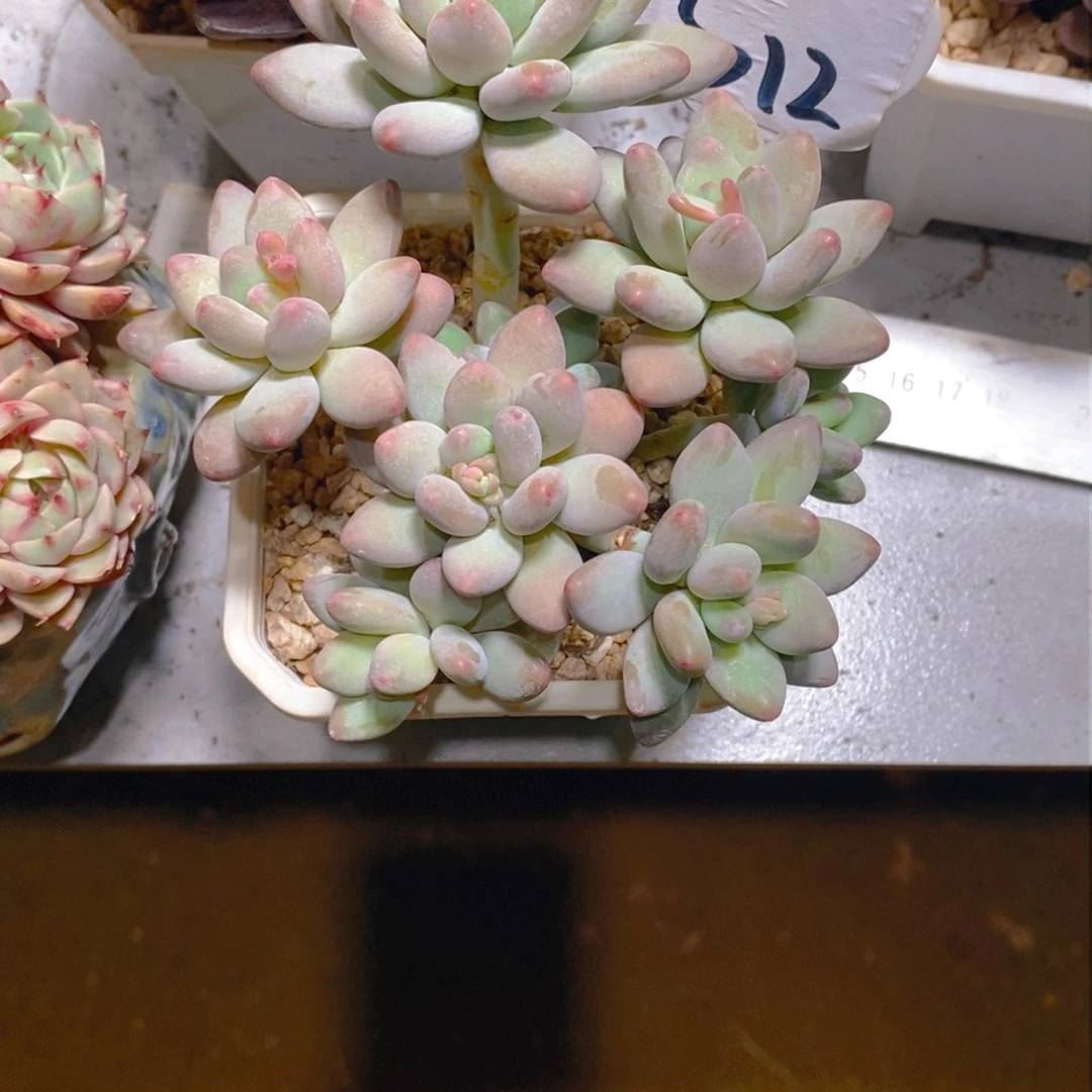 小**七苹果美人群多肉植物