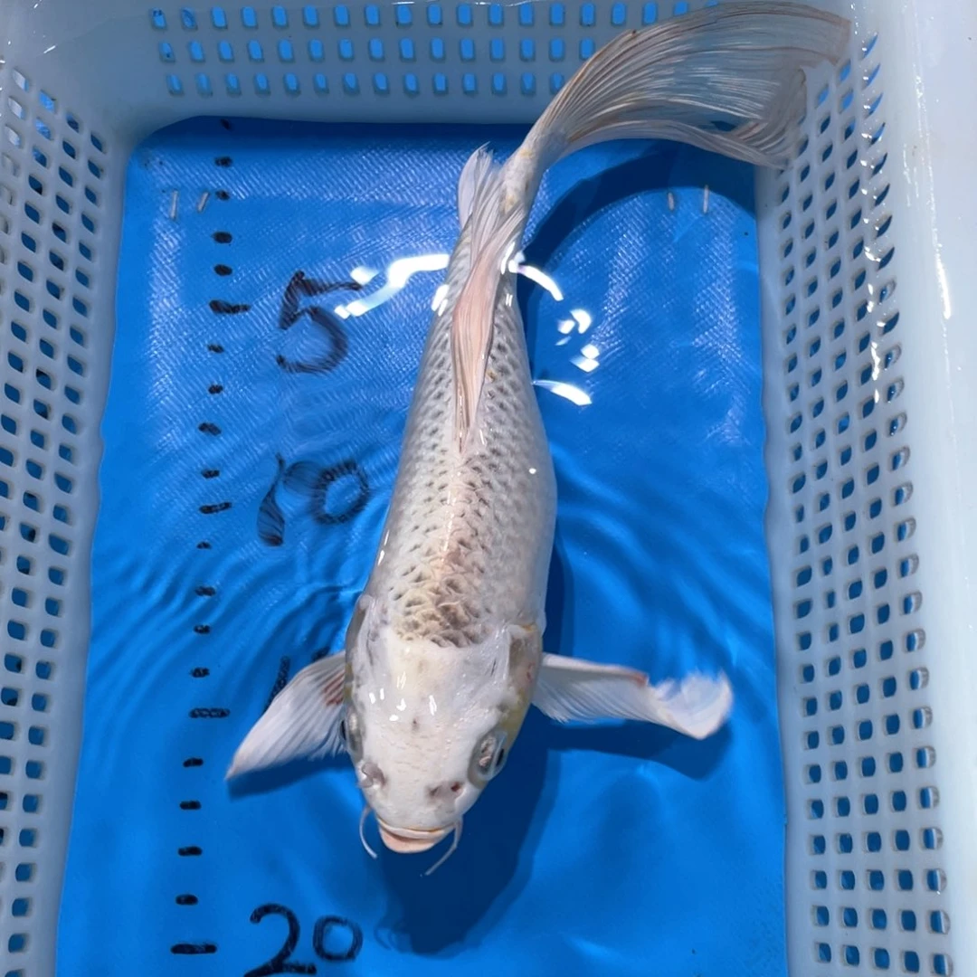 锦鲤蝴蝶鲤鱼锦鲤包邮