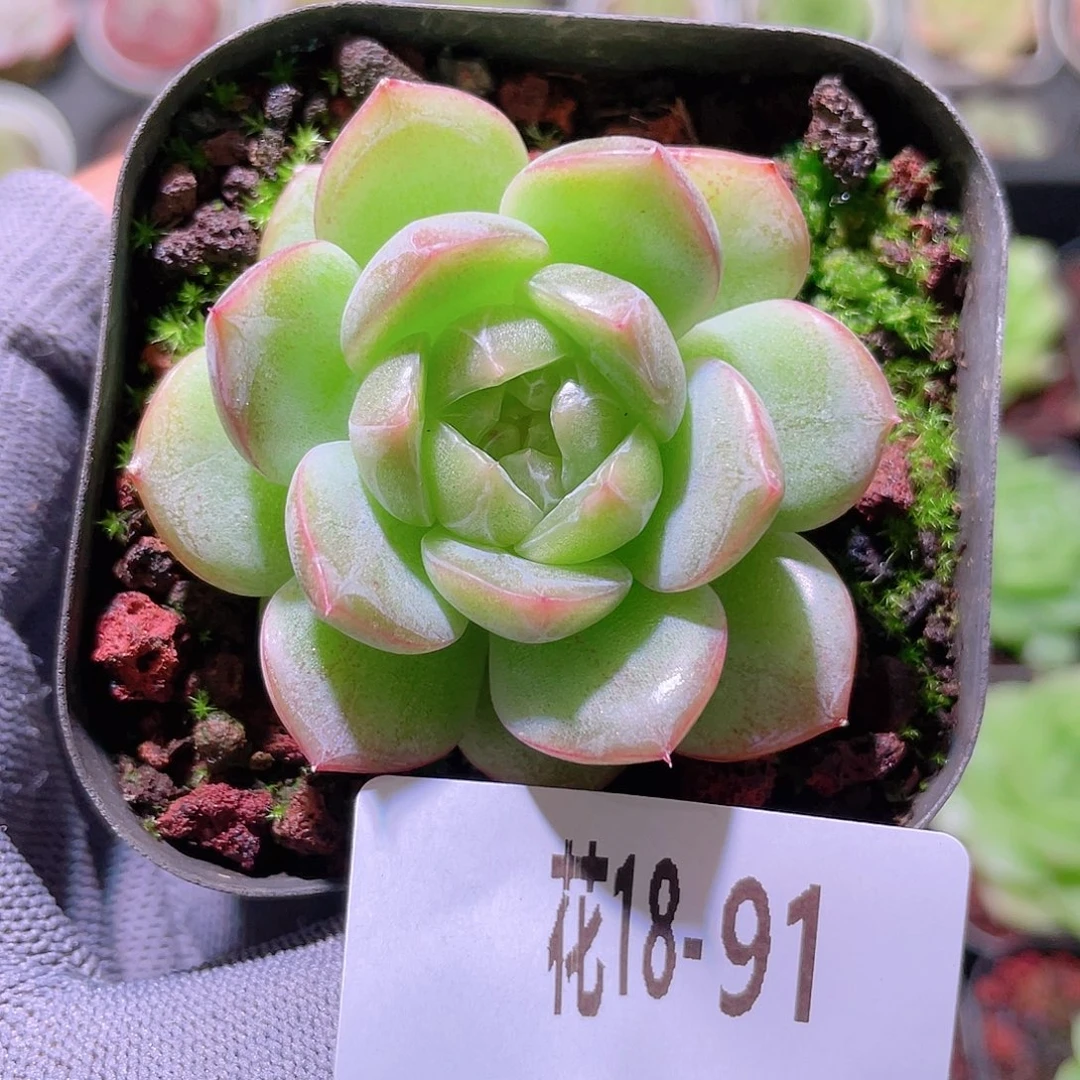 花利美18-91麦秆