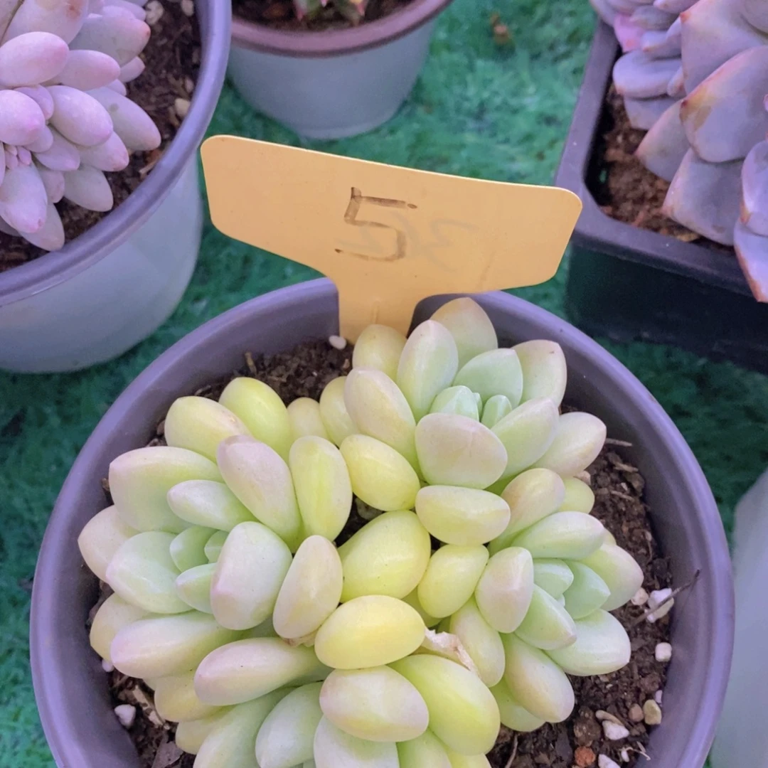 多肉植物，一物一拍，专场5