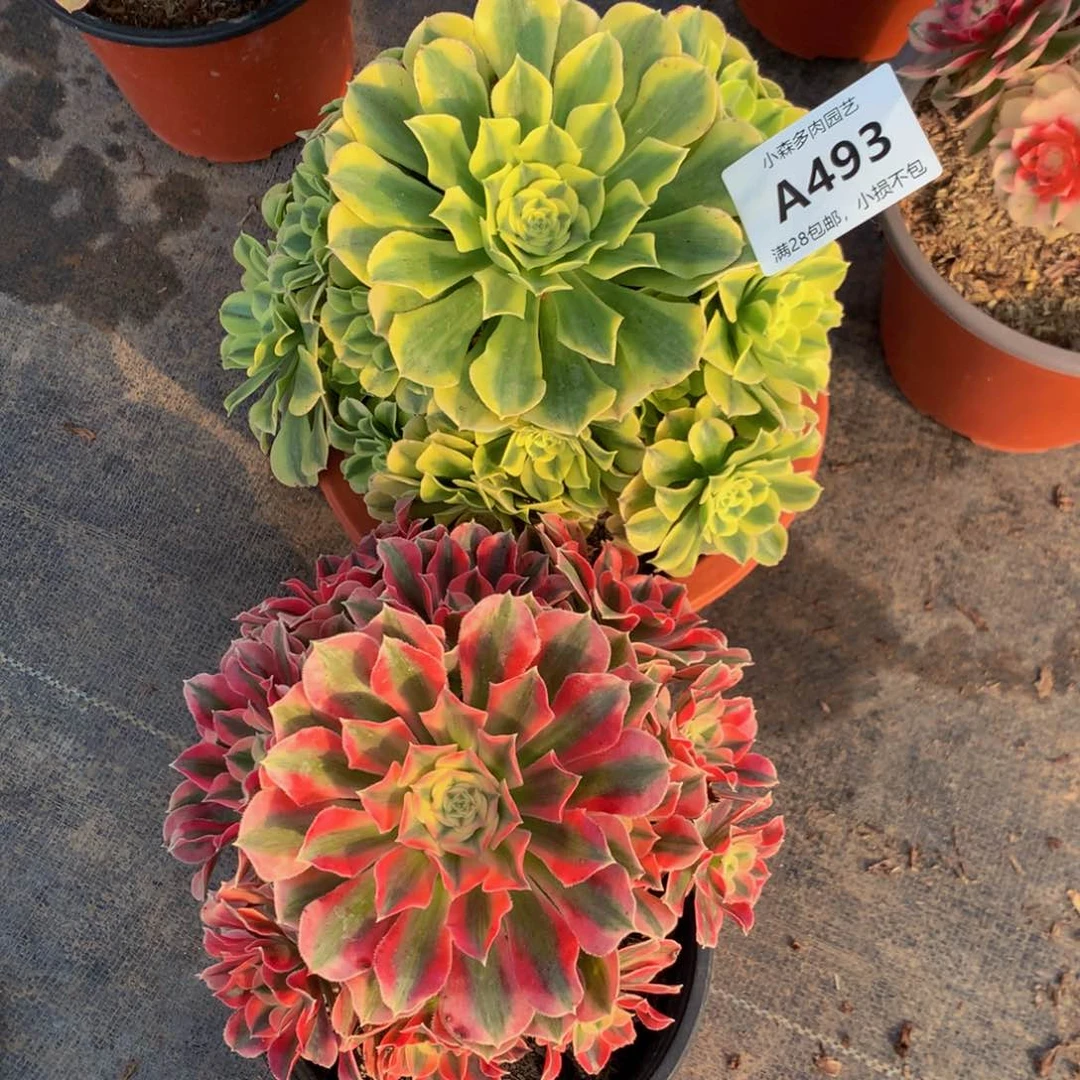 两颗 绿豆沙女巫493