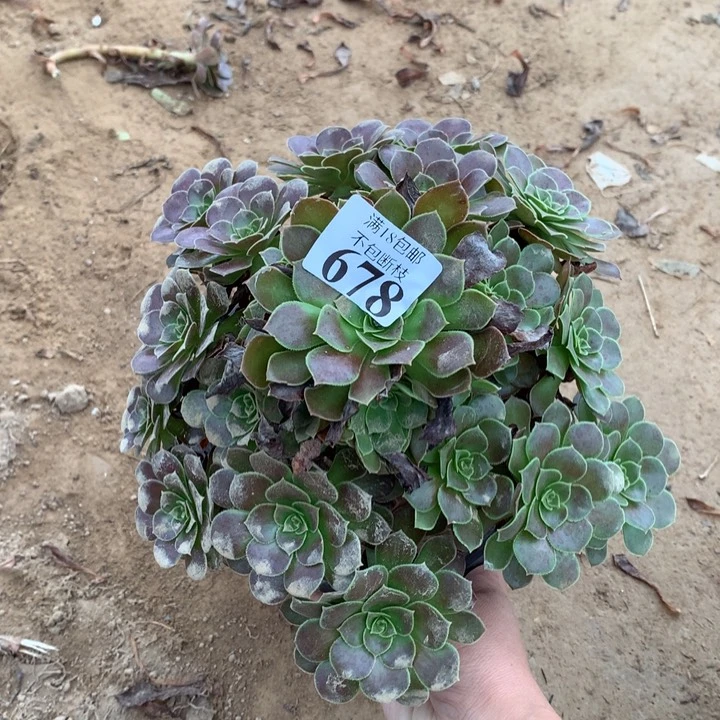 678荷兰玫瑰手捧4号